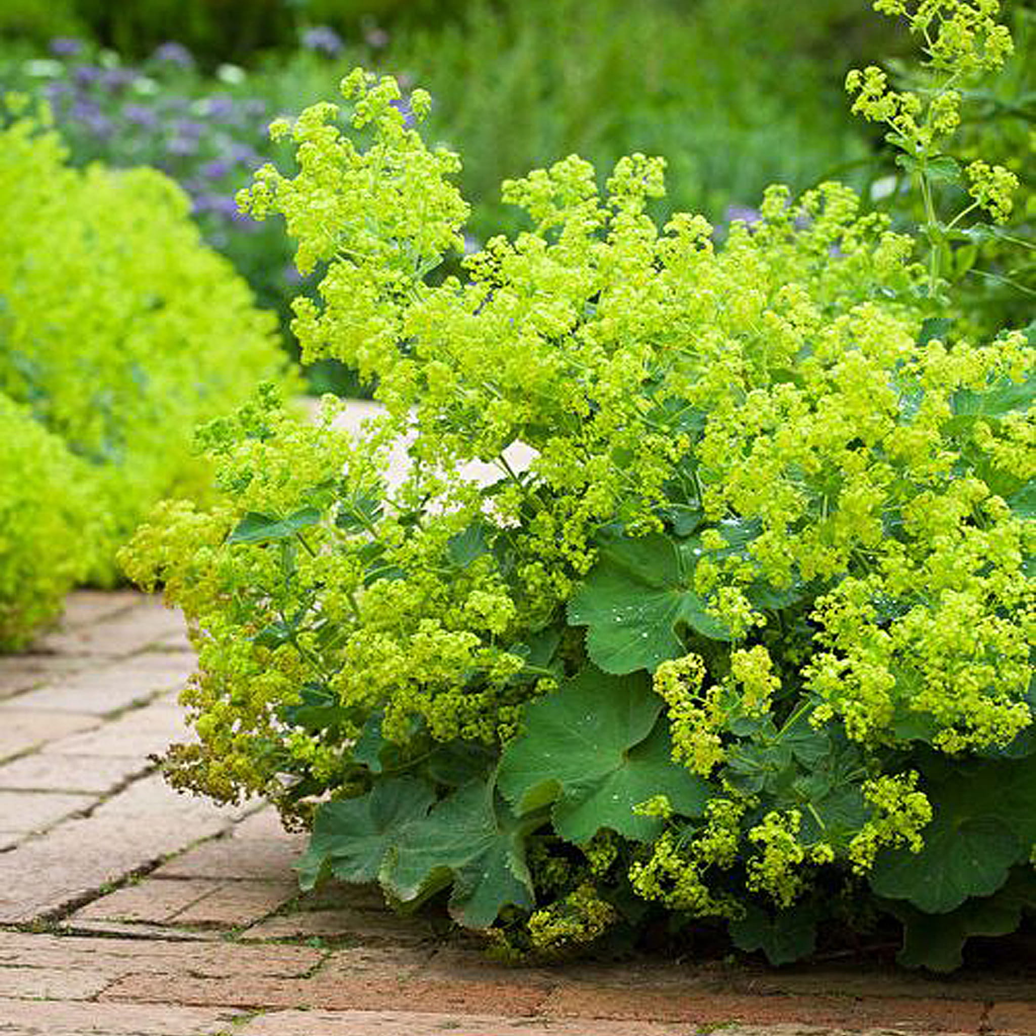 11e41616adc4387e110563a0f1bef476