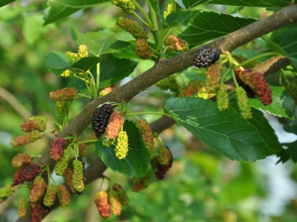 120168_moruse-gerardi-dwarf