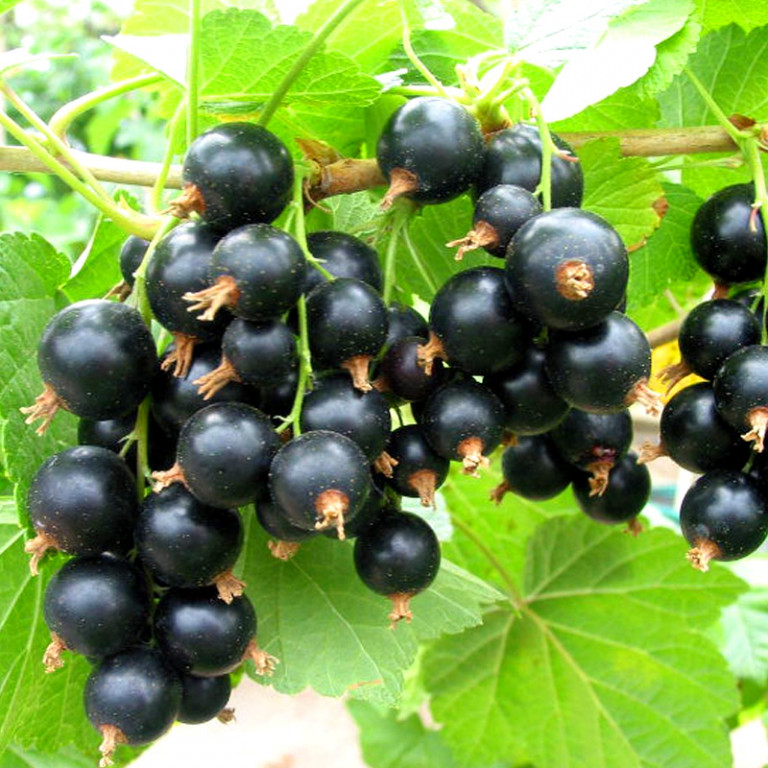 rybíz černý triton