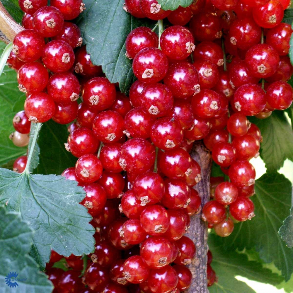 Rybíz rovada červený