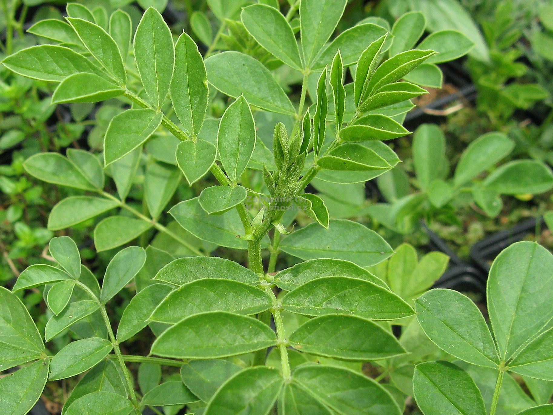 180007-2_Glycyrrhiza_glabra___lekorice__sladke_drevo_more_main_large