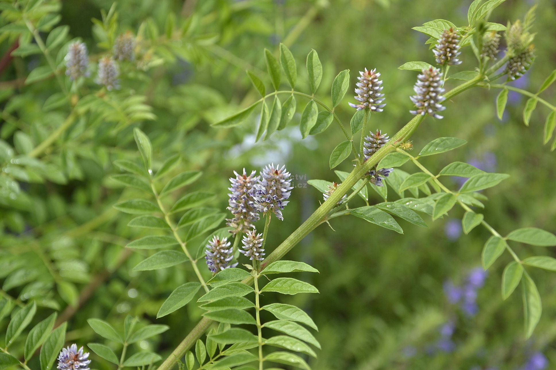 180007_Glycyrrhiza_glabra___lekorice__sladke_drevo_main_large