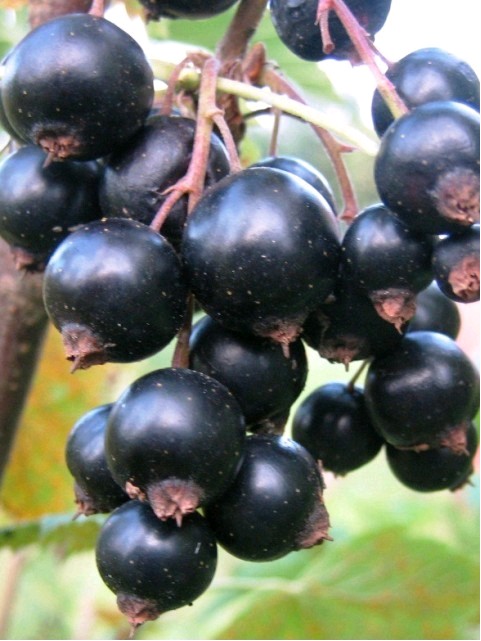 rybíz černý triton