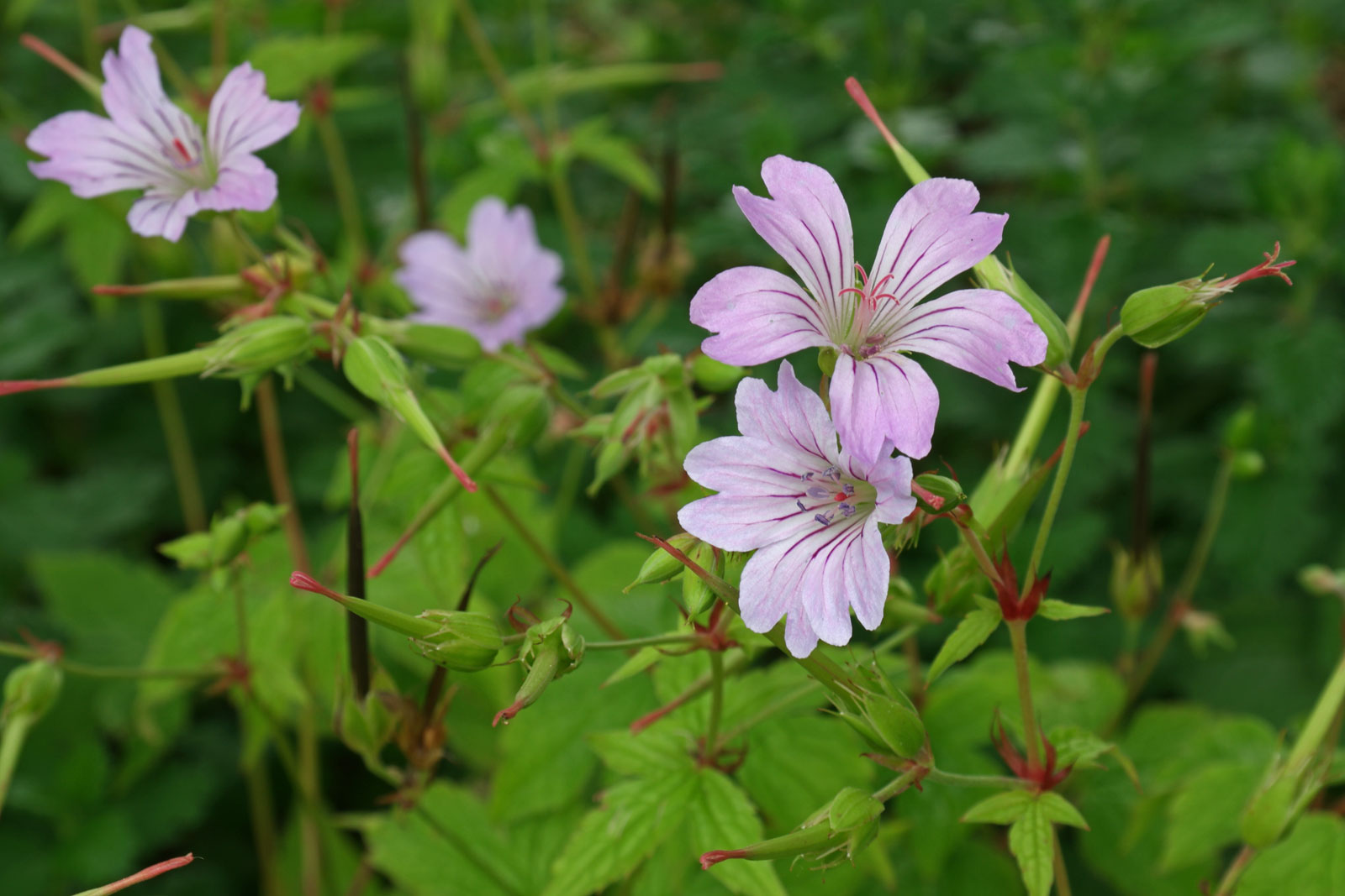 2_Geranium-nodosum