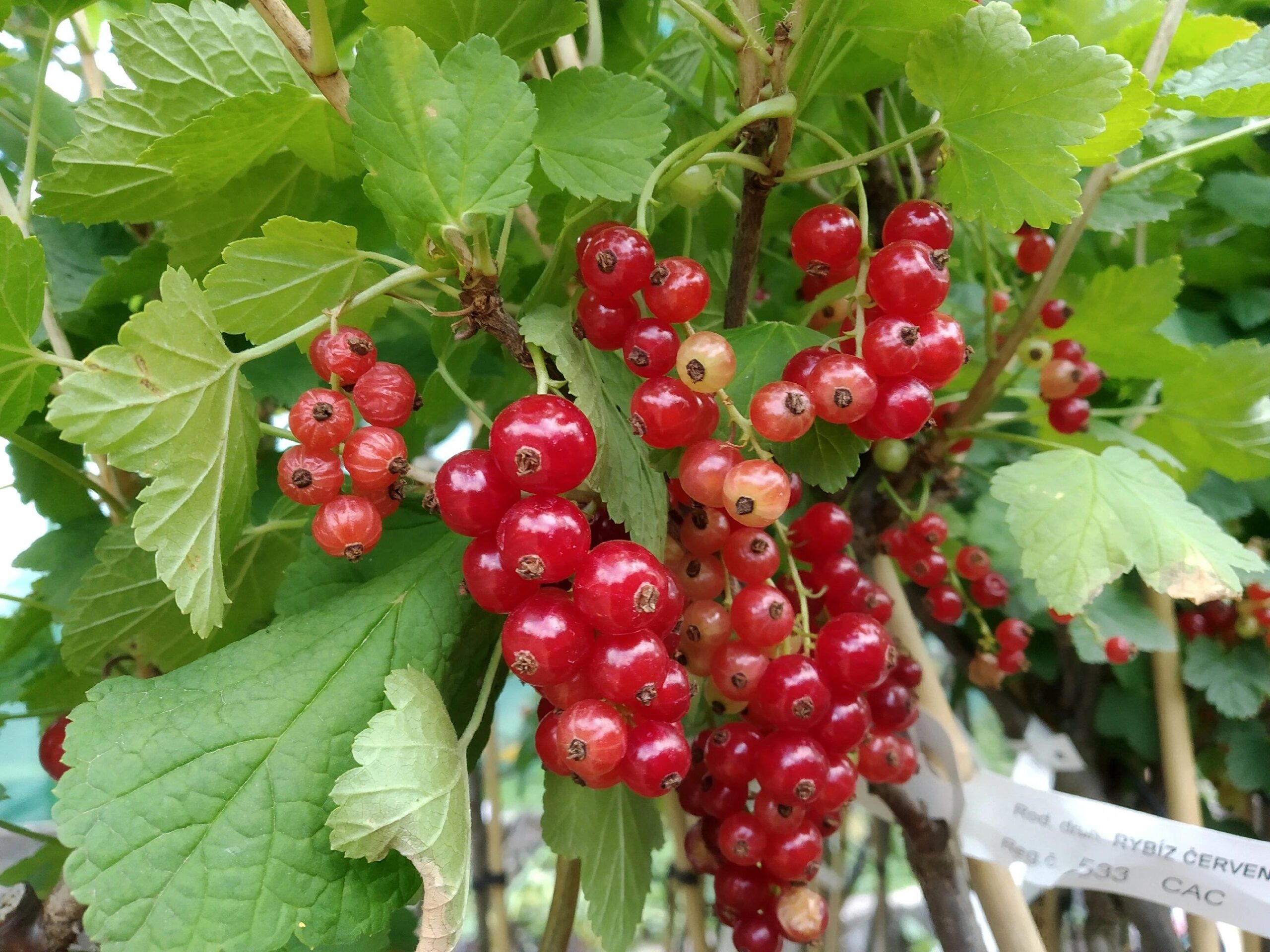 5848_cerveny-rybiz–kozolupsky-ker-v-kvetinaci (1)