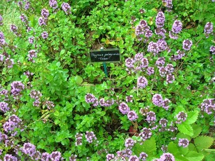 tymian obecný