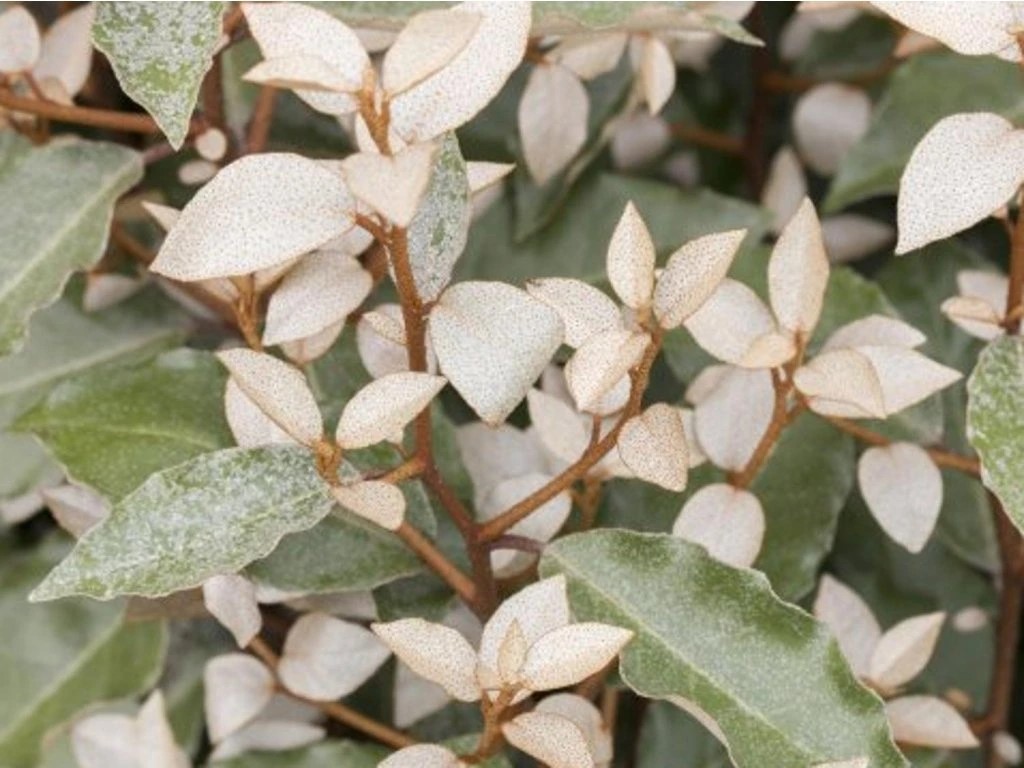 99989_hlosina-ebbingeova–compacta