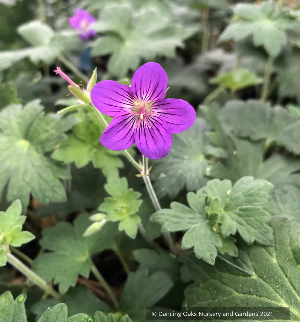 Geranium_wlassovianum01_1024x1024