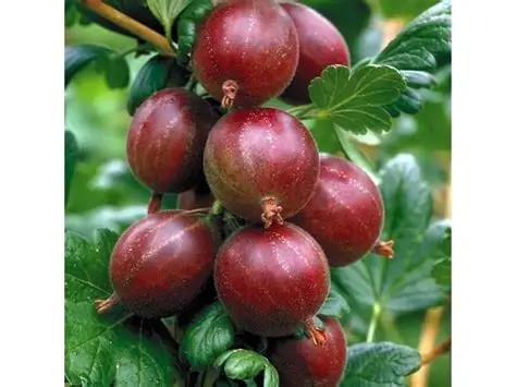 Angrešt červený kameniar stromkový