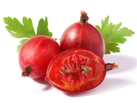 Angrešt červený kameniar stromkový