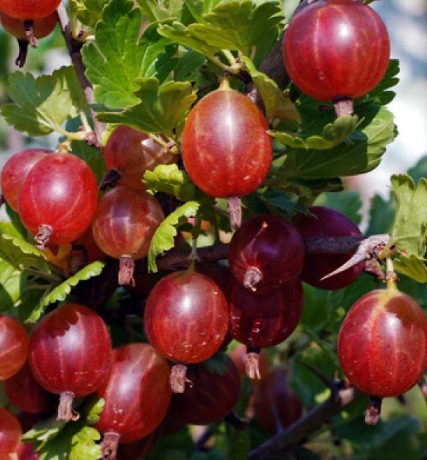 Angrešt červený kameniar stromkový