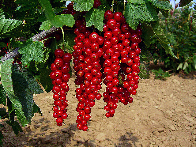 Rybíz rovada červený