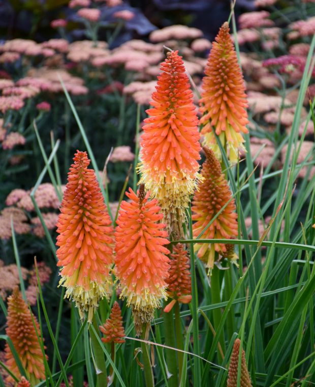 kniphofia_pyromania_backdraft_c