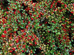 skalník queen of carpet (1)