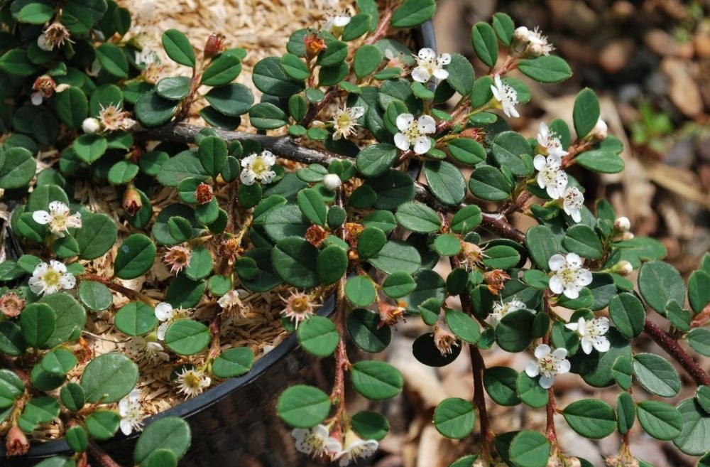 skalník queen of carpet (1)jpg